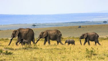 Endangered Species Flying Safari- 9 Magical Days in Kenya