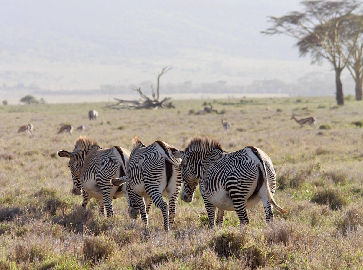 endangered-species-flying-safari-9-magical-days-in-kenya-travel-luxury