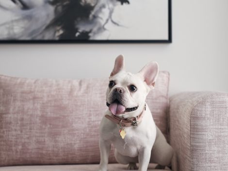 The Best Pet Friendly Vacation Packages