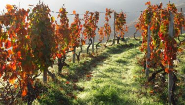 A Trip Through Portugal's Vinho Verde Wine Route