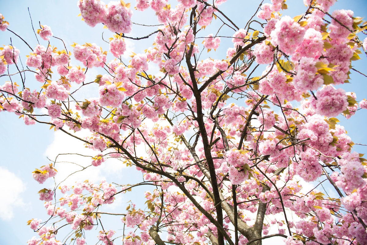 The Best Cherry Blossom Festivals Around The World Travel Luxury