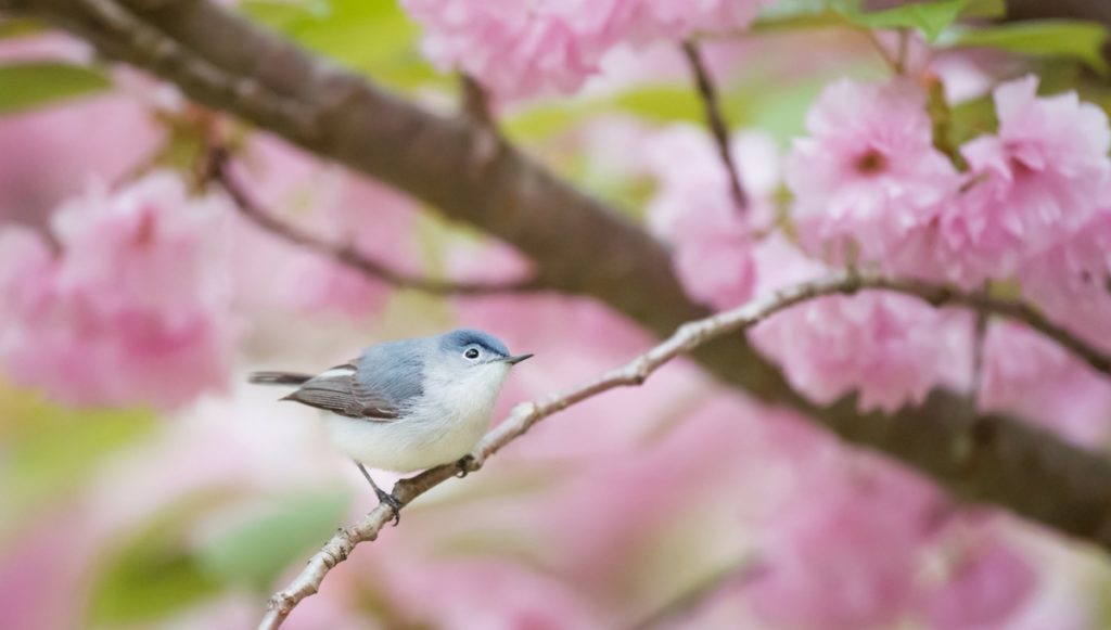 The Best Cherry Blossom Festivals Around the World