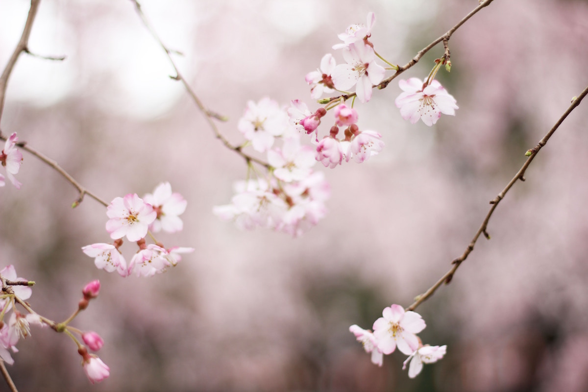 The Best Cherry Blossom Festivals Around the World