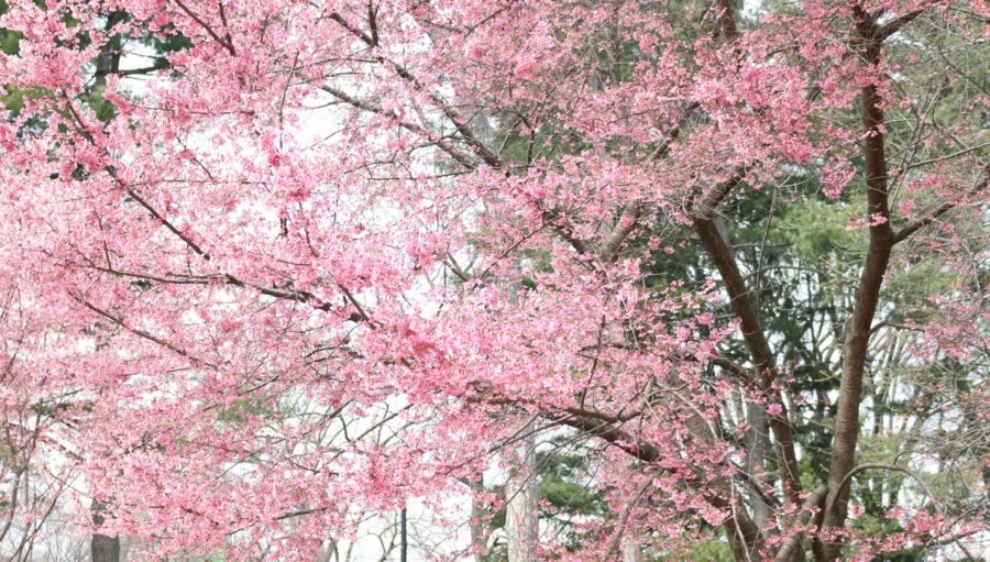 Visit New York City to See the Cherry Blossoms