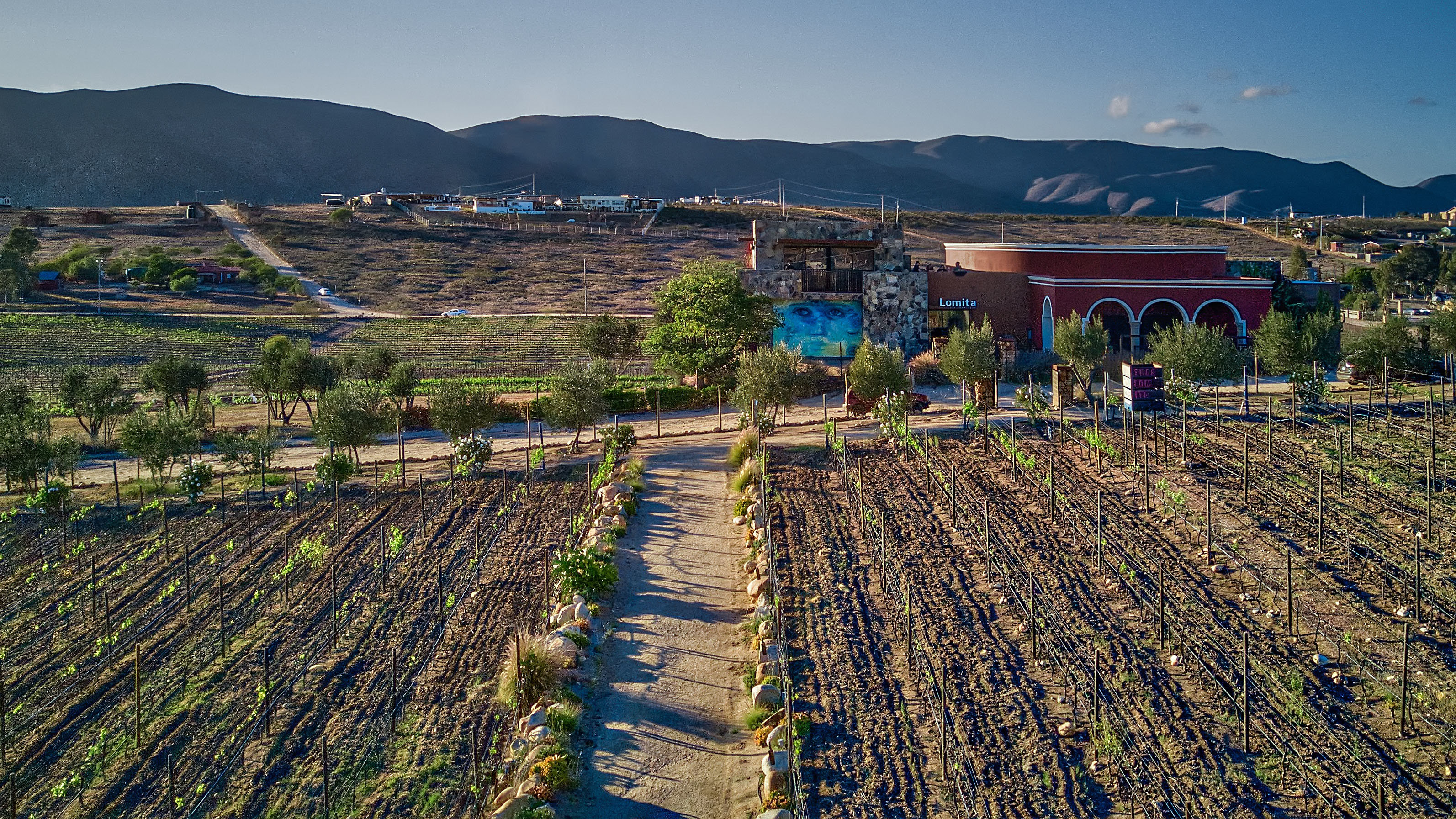Lomita in Baja Mexico - Wine, Vineyard