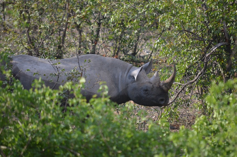 Black Rhino Damaraland Namibia Safari
