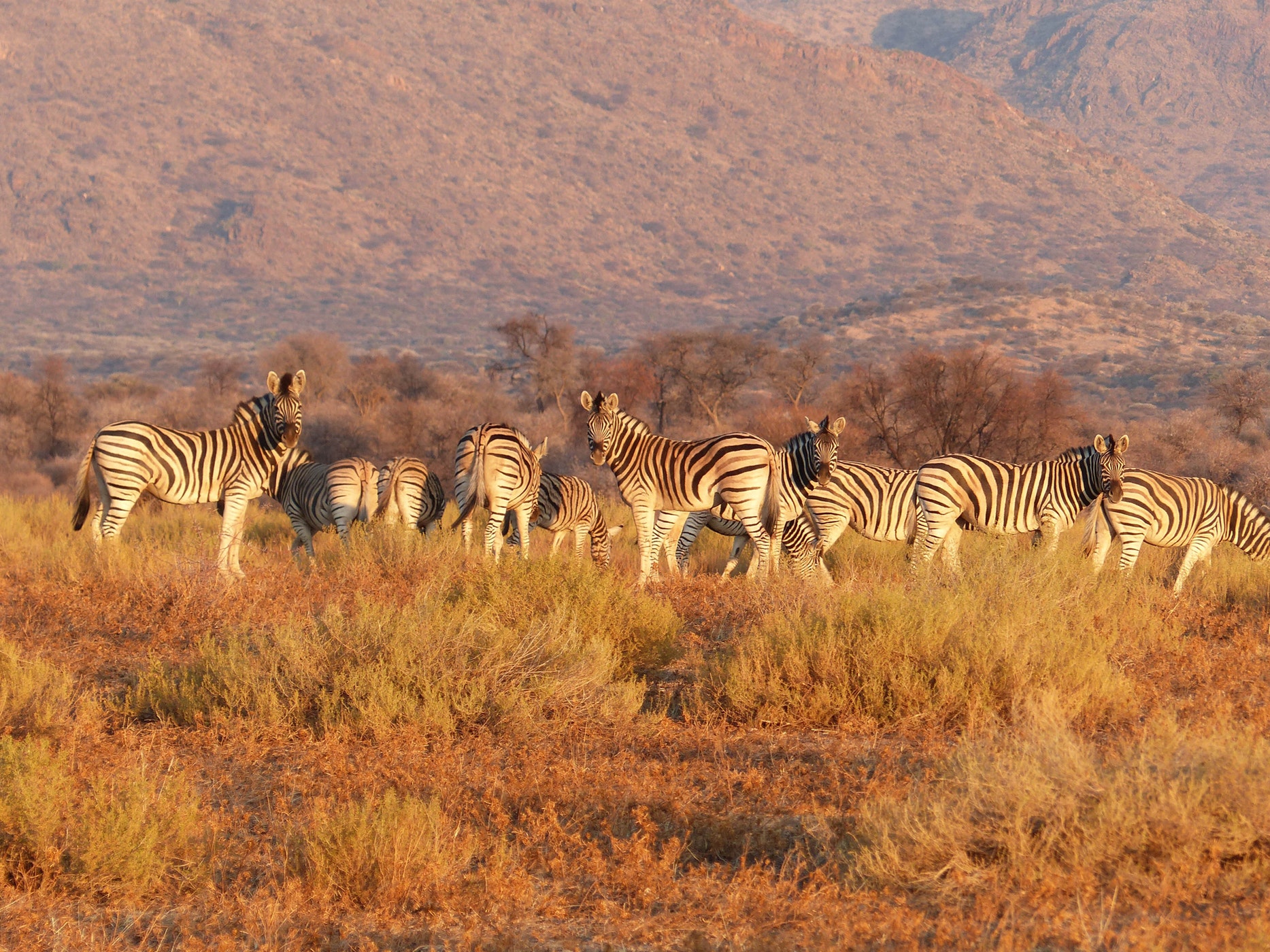 Etosha National Park Safari in Namibia