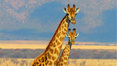The Best Safari in Africa