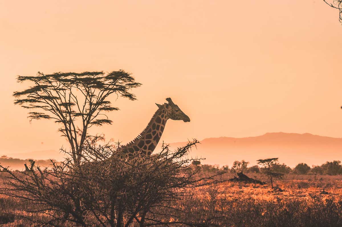 Abercrombie & Kent's Luxury Botswana The Best Safaris in Africa