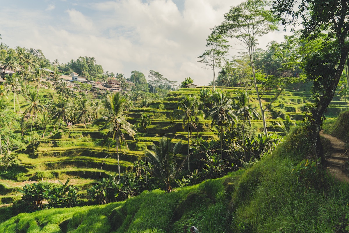 Tegalalang Rice Fields Bali honeymoon